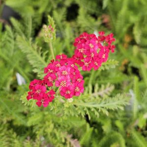 Achillea millefolium 'Pretty Woman'