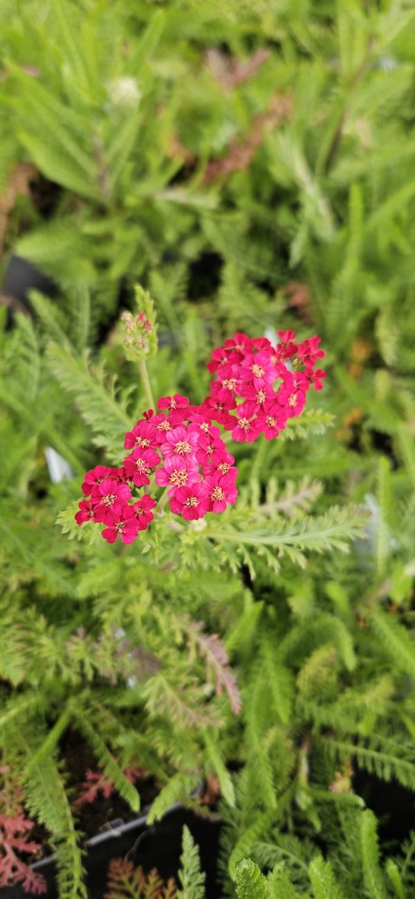 Achillea millefolium 'Pretty Woman'4 Achillea millefolium 'Pretty Woman'