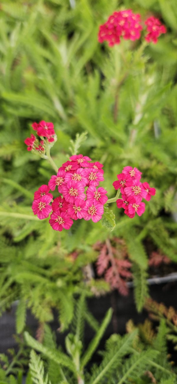 Achillea millefolium 'Pretty Woman'5 Achillea millefolium 'Pretty Woman'