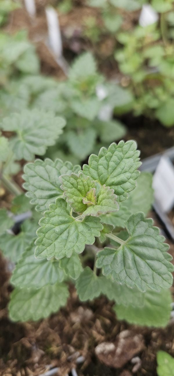 Agastache cana 'Heatwave' Agastache cana 'Heatwave'