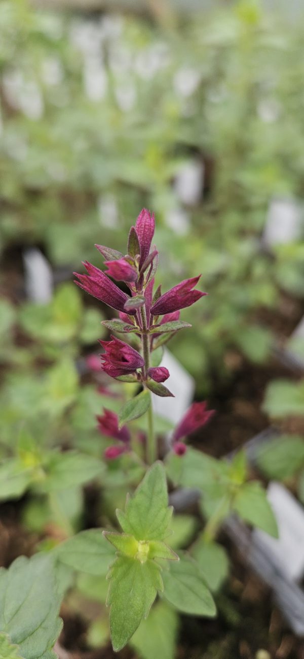Agastache cana 'Heatwave' 2 Agastache cana 'Heatwave'