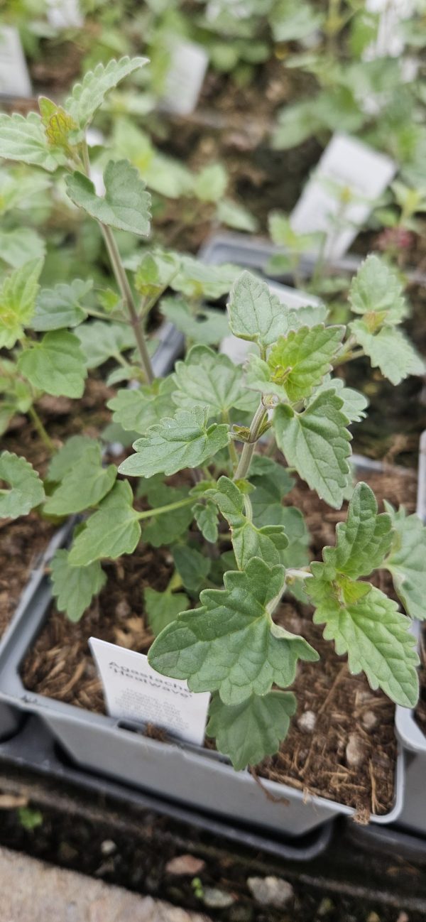 Agastache cana 'Heatwave' 3 Agastache cana 'Heatwave'