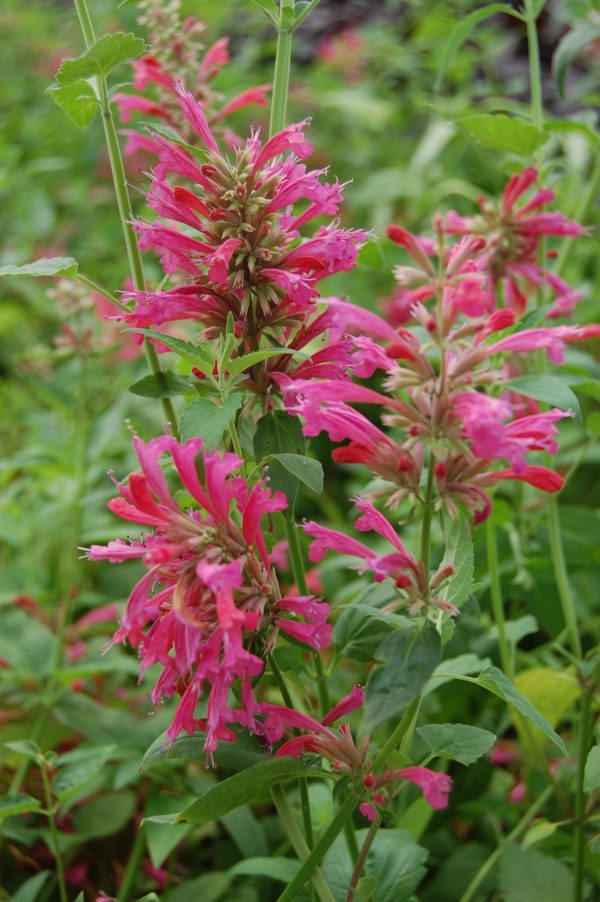 Agastache cana 'Heatwave' 4 Agastache cana 'Heatwave'