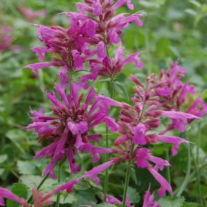 Agastache mexicana 'Red Fortune'