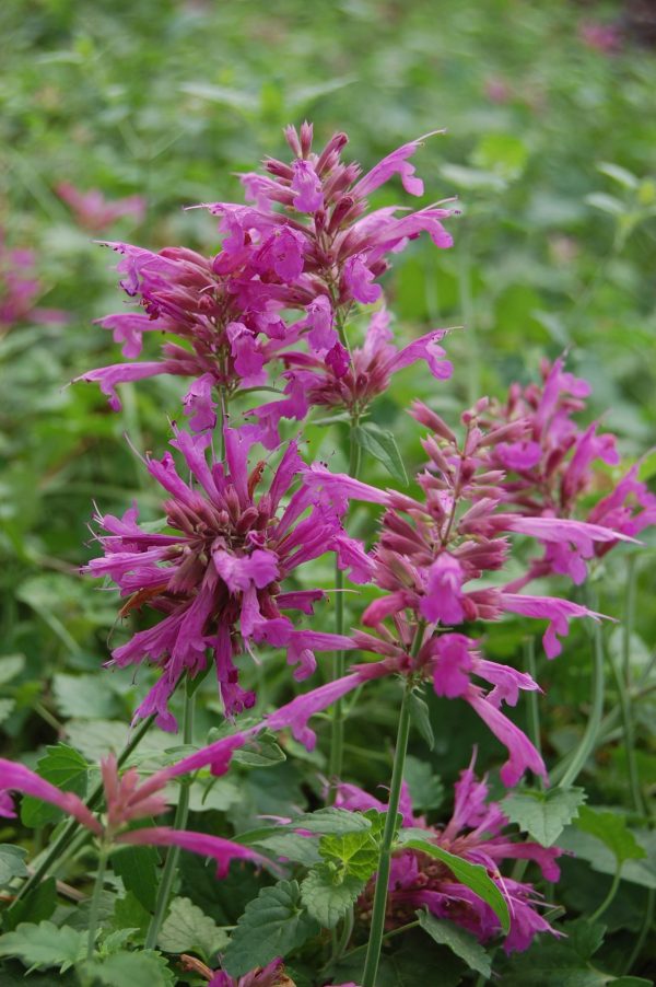 Agastache mexicana 'Red Fortune' Agastache mexicana 'Red Fortune'