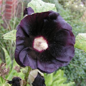Alcea rosea 'Nigra'