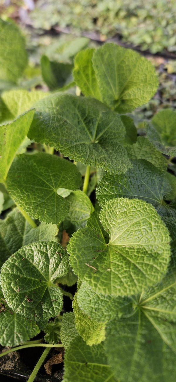Alcea rosea 'Nigra' 3 Alcea rosea 'Nigra'