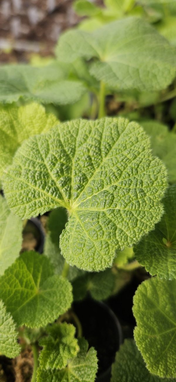 Alcea rosea 'Nigra' 4 Alcea rosea 'Nigra'