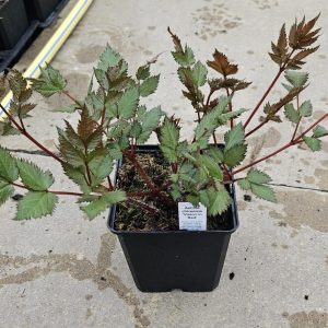 Astilbe chinensis 'Vision in Red'