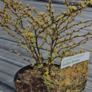 Berberis thunbergii 'Golden Dream'