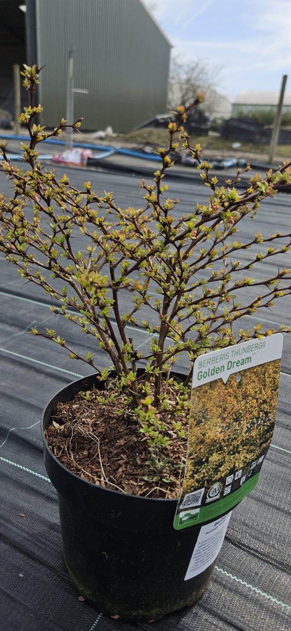 Berberis thunbergii 'Golden Dream' Berberis thunbergii 'Golden Dream'