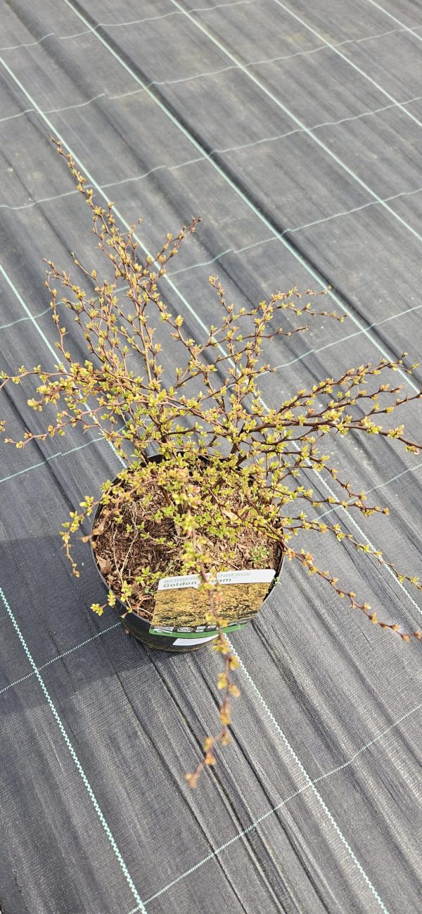 Berberis thunbergii 'Golden Dream'2 Berberis thunbergii 'Golden Dream'