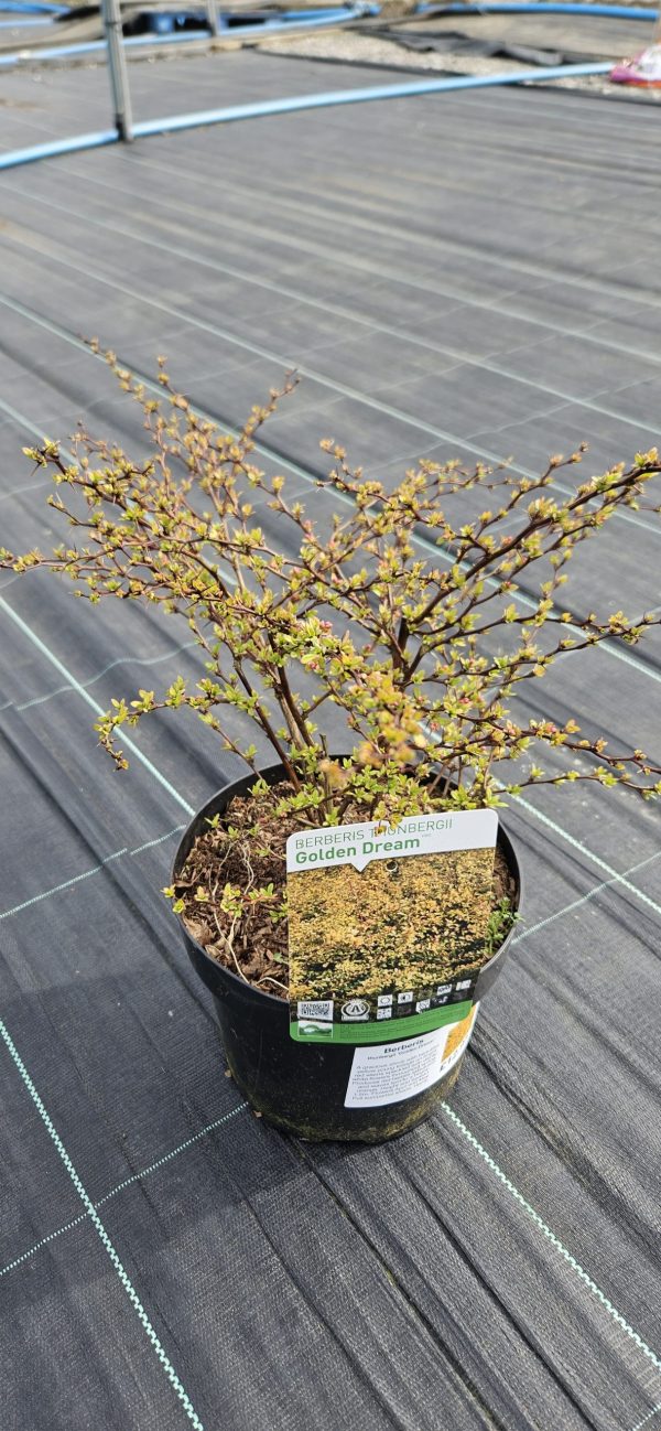 Berberis thunbergii 'Golden Dream'3 Berberis thunbergii 'Golden Dream'