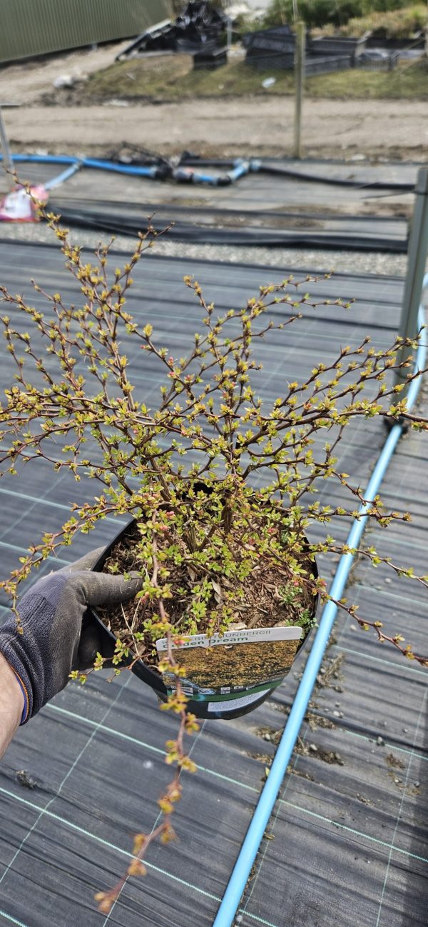 Berberis thunbergii 'Golden Dream'4 Berberis thunbergii 'Golden Dream'