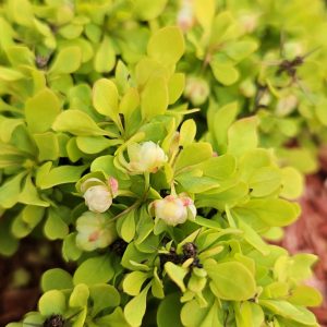 Berberis thunbergii 'Tiny Gold'