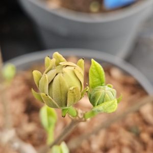 Calycanthus floridus 'Athens'