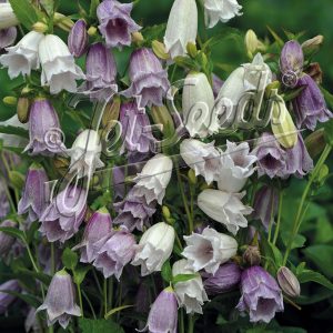 Campanula takesimana 'Flore Pleno Mix'