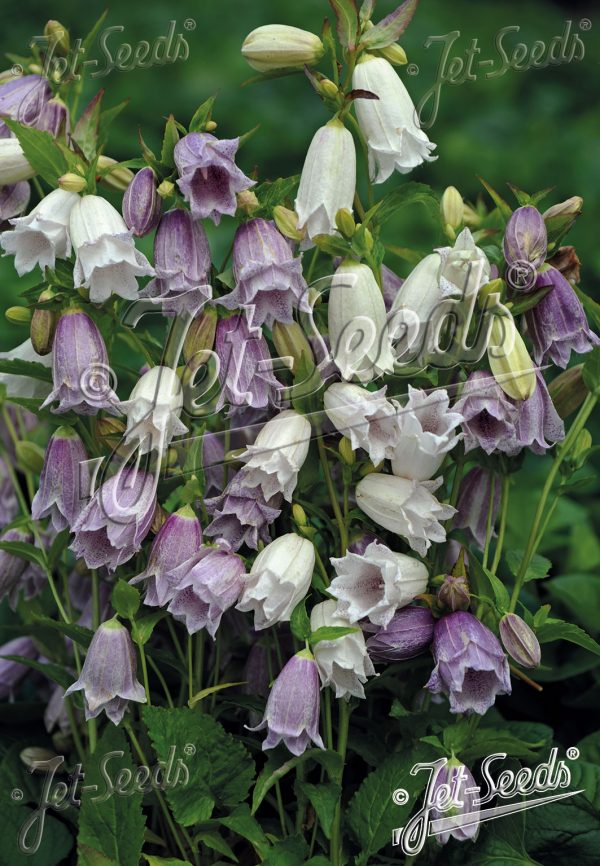 Campanula takesimana 'Flore Pleno Mix' Campanula takesimana 'Flore Pleno Mix'