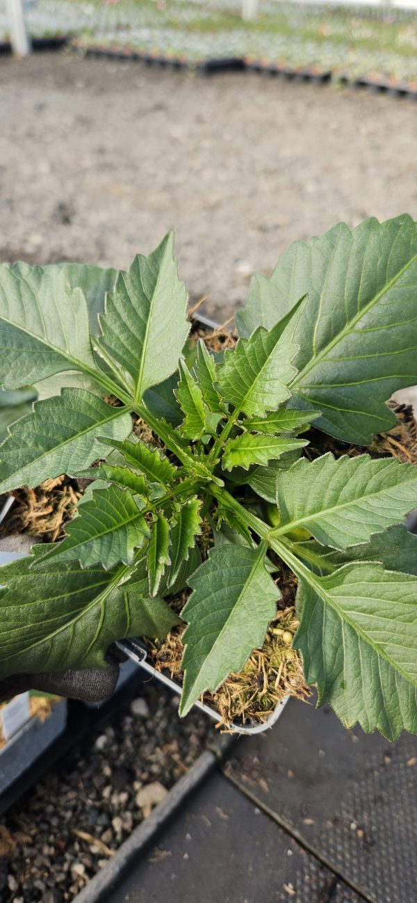 Dahlia Dalina Maxi Neon Lilac 3 Dahlia Dalina Maxi Neon Lilac