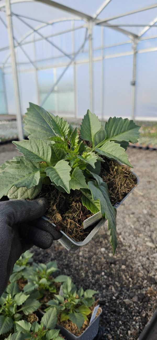 Dahlia Dalina Maxi Neon Lilac 4 Dahlia Dalina Maxi Neon Lilac