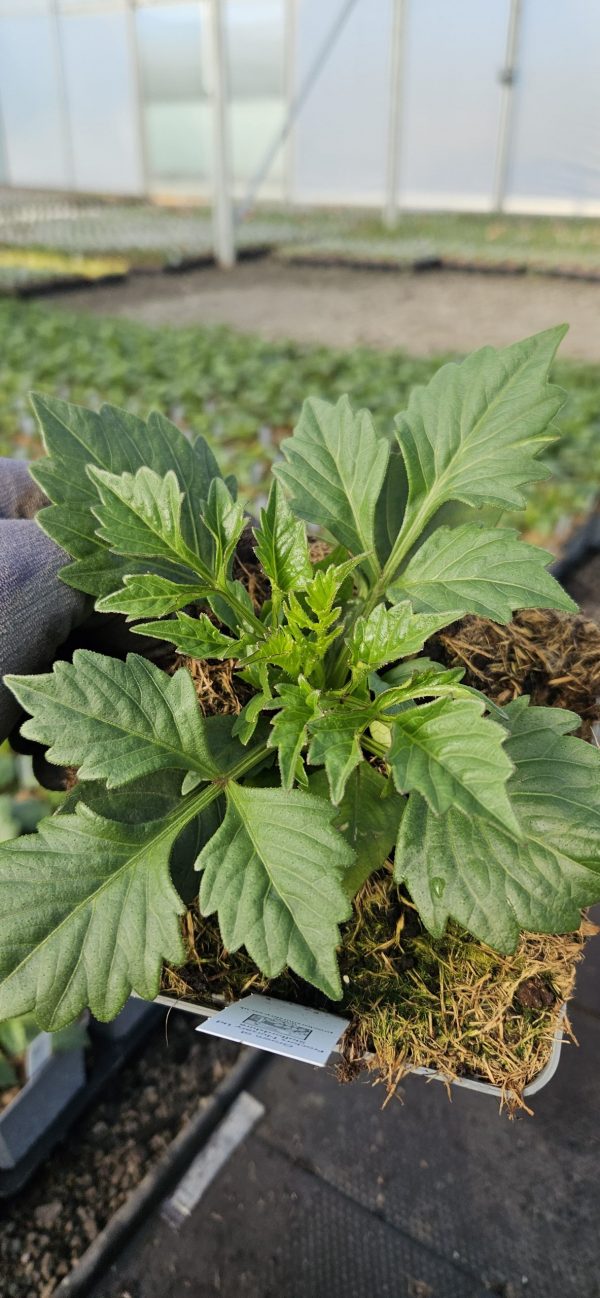 Dahlia Dalina Maxi Pink Blast3 Dahlia Dalina Maxi Pink Blast