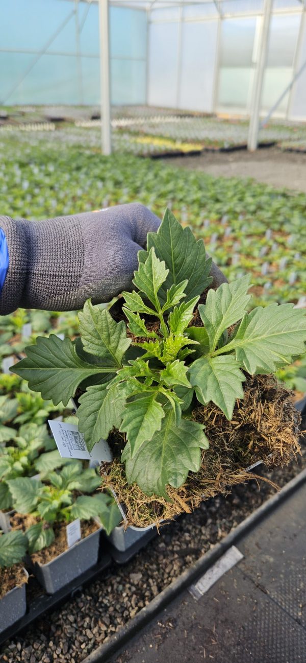 Dahlia Dalina Maxi Pink Blast4 Dahlia Dalina Maxi Pink Blast