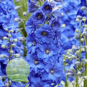 Delphinium 'Paramo Azul'