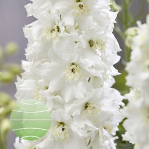 Delphinium 'Paramo Blanco'