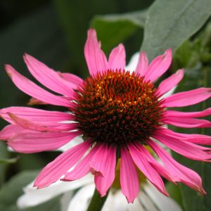 Echinacea purpurea 'Magnus Superior'