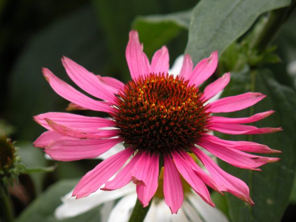 Echinacea purpurea 'Magnus Superior' Echinacea purpurea 'Magnus Superior'