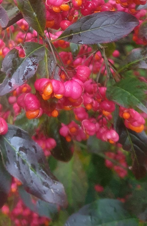 Euonymus europaeus