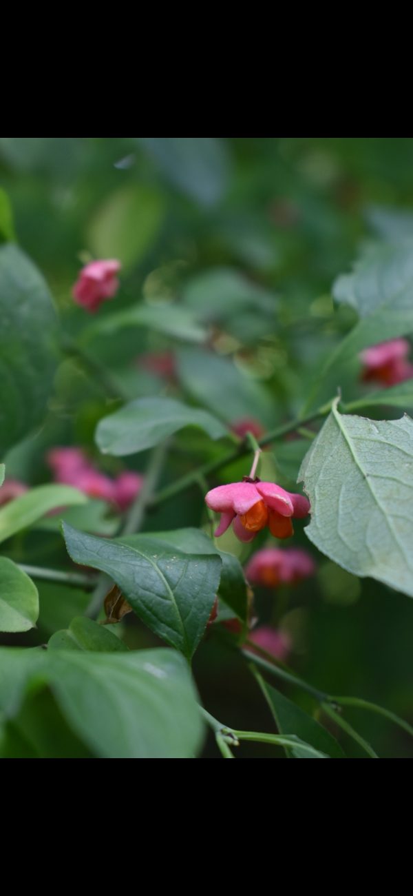 Euonymus europaeus