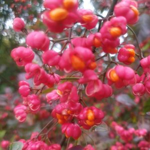 Euonymus europaeus