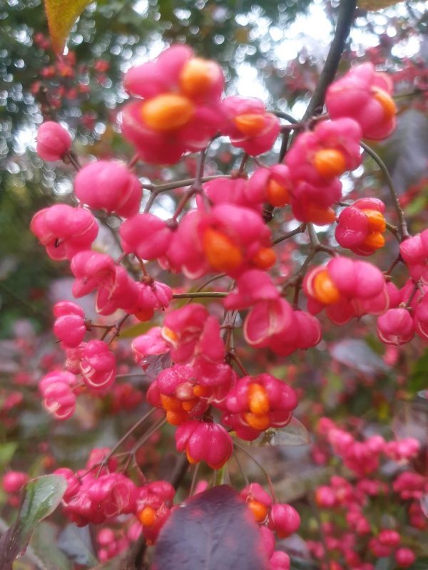 Euonymus europaeus