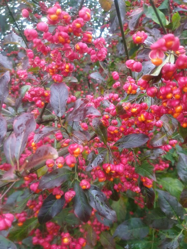 Euonymus europaeus