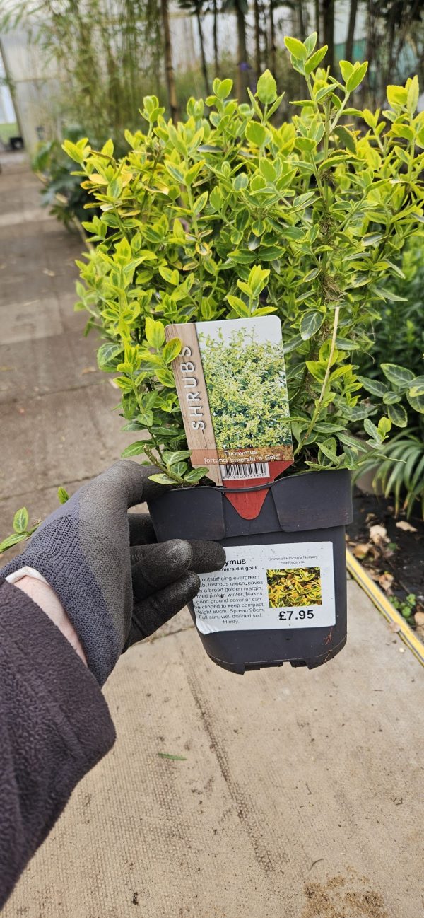 Euonymus fortunei 'Emerald n Gold' Euonymus fortunei 'Emerald n Gold'