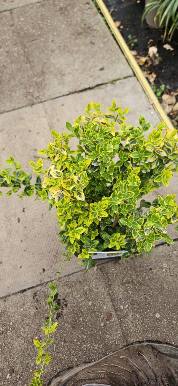 Euonymus fortunei 'Emerald n Gold' 2 Euonymus fortunei 'Emerald n Gold'