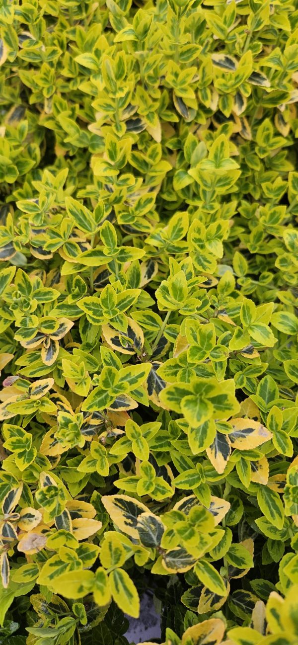 Euonymus fortunei 'Emerald n Gold' 3 Euonymus fortunei 'Emerald n Gold'