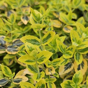 Euonymus fortunei 'Emerald n Gold'
