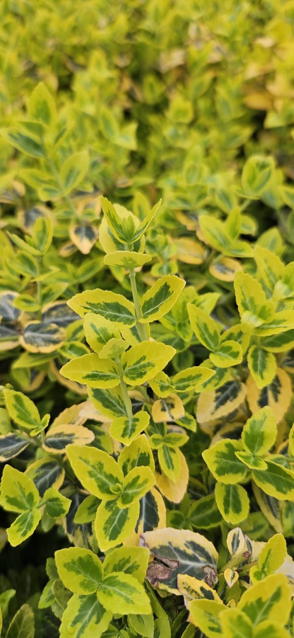 Euonymus fortunei 'Emerald n Gold' 4 Euonymus fortunei 'Emerald n Gold'