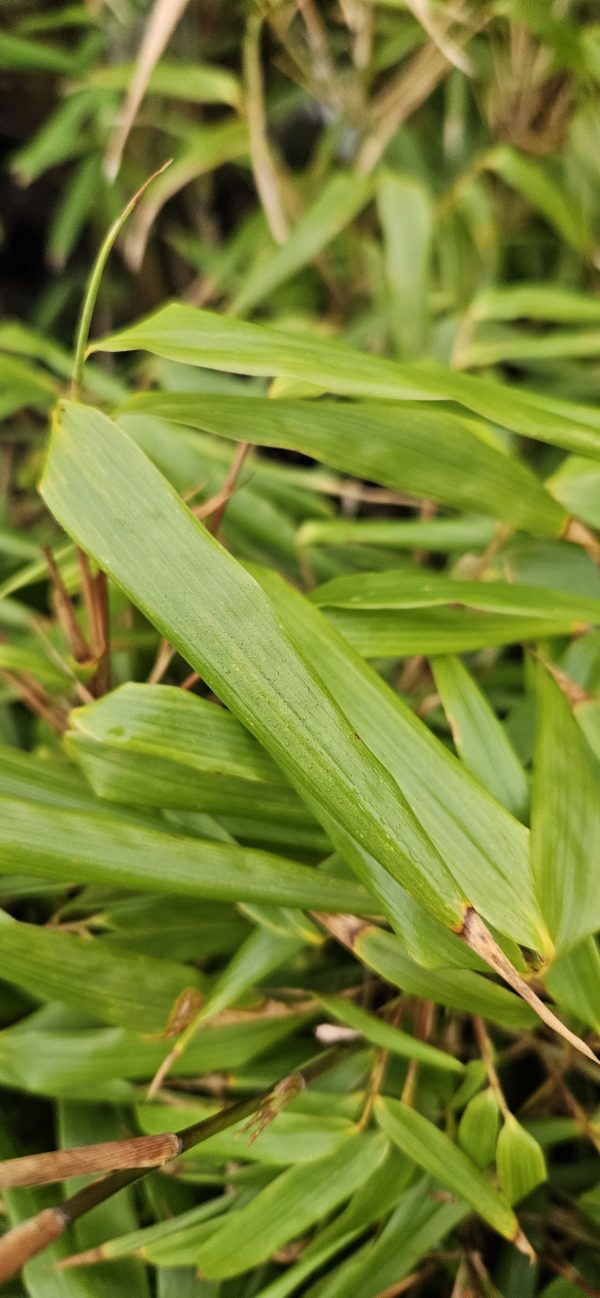 Fargesia 'Rufa' (Bamboo) Fargesia 'Rufa'