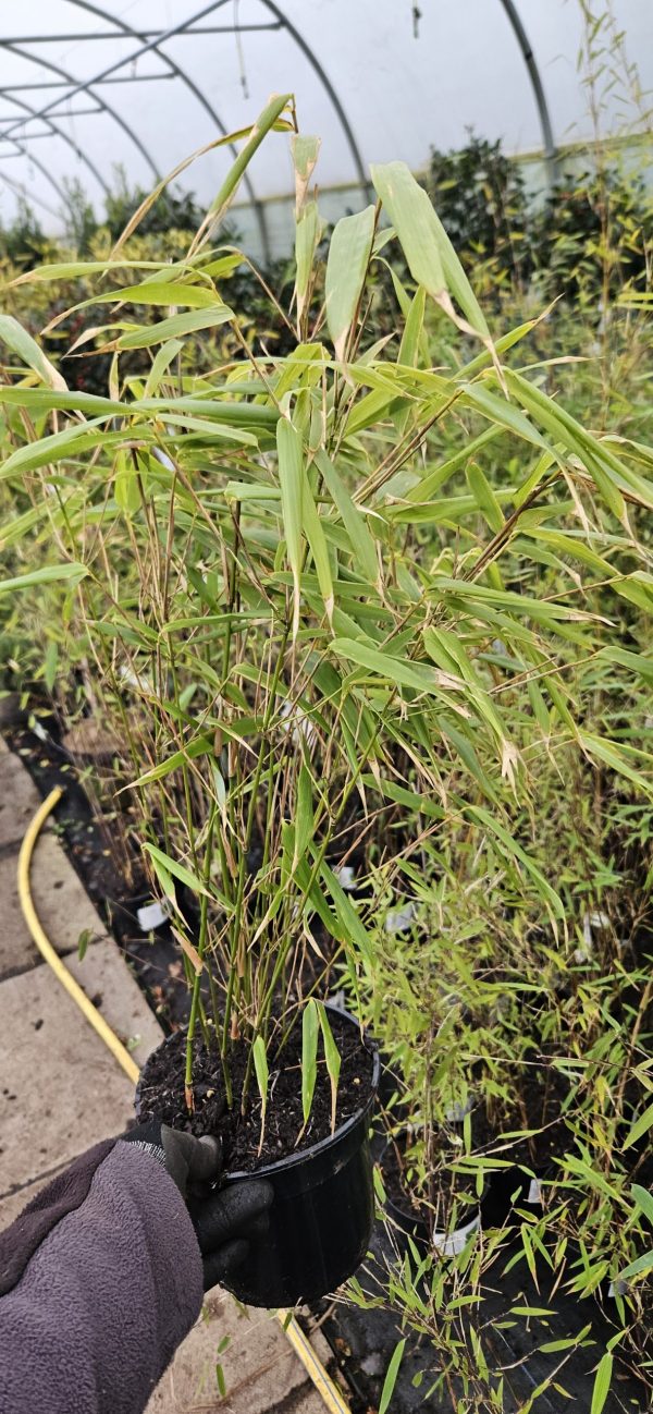 Fargesia 'Rufa' (Bamboo)2 Fargesia 'Rufa'