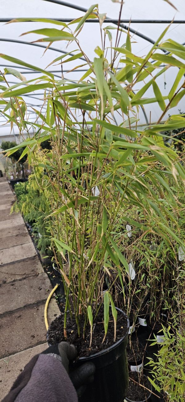 Fargesia 'Rufa' (Bamboo)3 Fargesia 'Rufa'