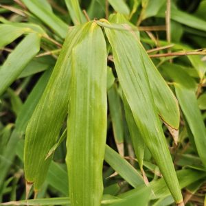 Fargesia 'Rufa'