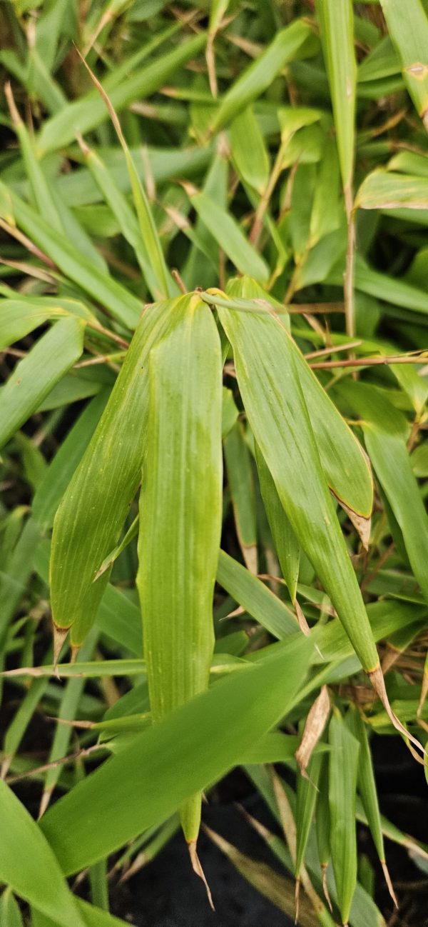 Fargesia 'Rufa' (Bamboo)4 Fargesia 'Rufa'