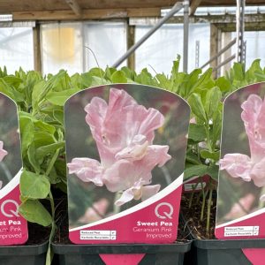 Geranium Pink Improved