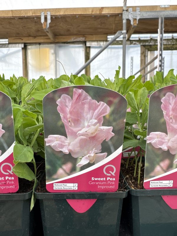 Geranium Pink Improved