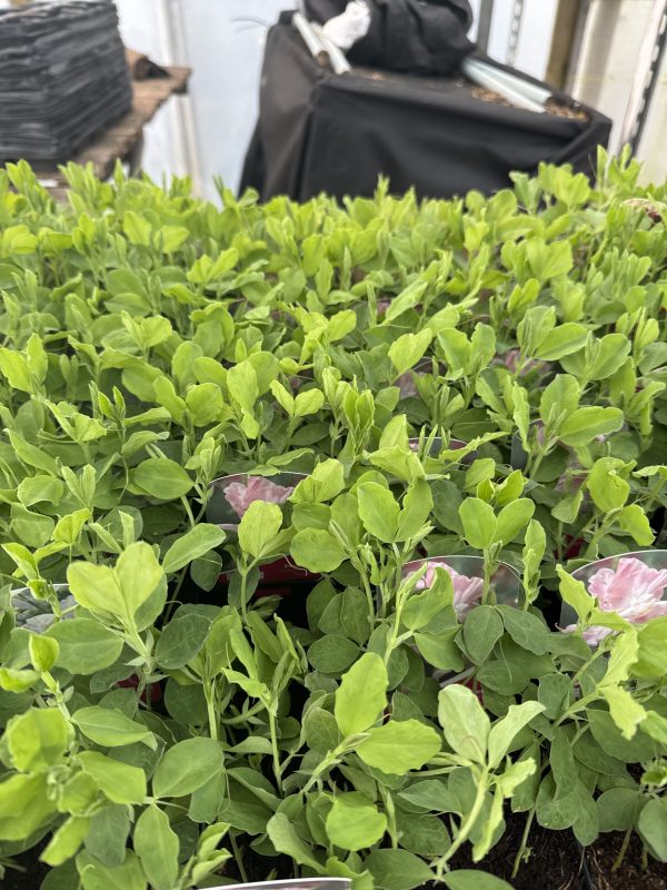 Geranium Pink Improved