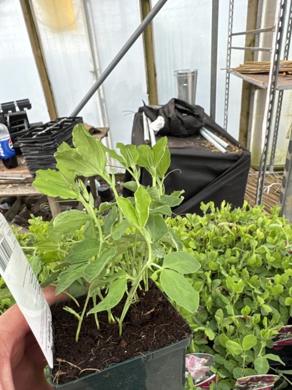 Geranium Pink Improved