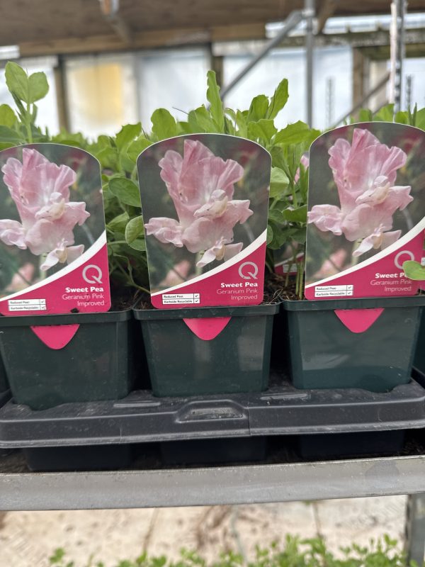 Geranium Pink Improved